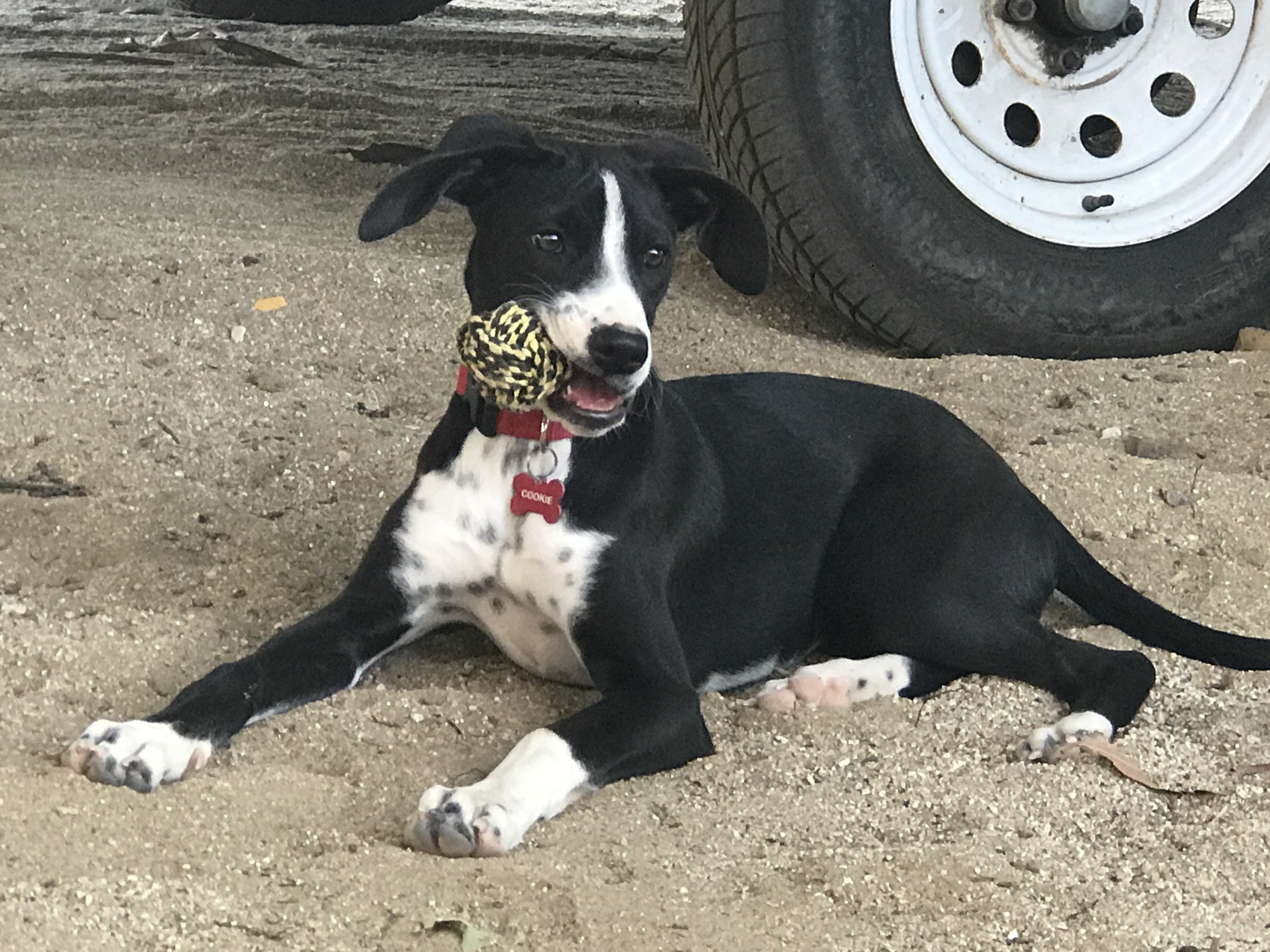 11E3BFDE-698A-49E0-97A8-59D75CB607B2