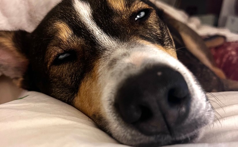 The Warmth of&nbsp;Dogs